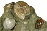 Wide, Composite Ammonite Fossil Display - Madagascar #175825-1